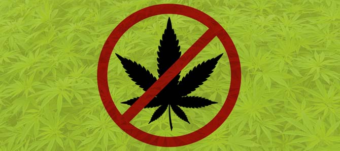 Coachella prohibe la Marihuana