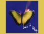 Portada del álbum de estudio Love Is Like de la banda estadounidense Maroon 5 del año 2025